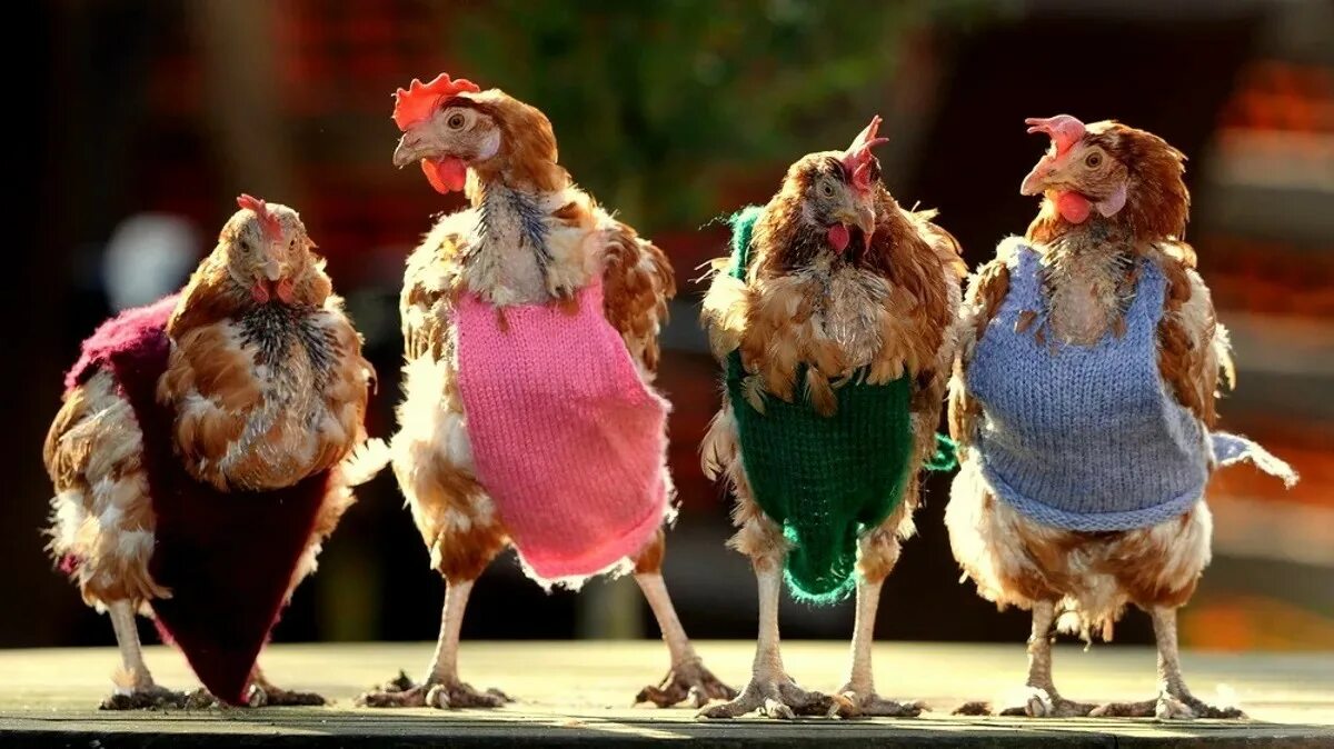 Три курицы. Смешная курица. Курочка в платье. Модная курица.