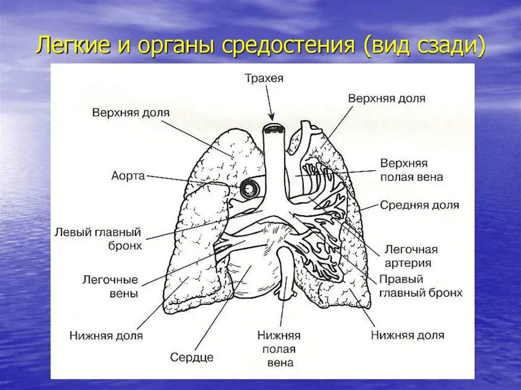 Легкие средостение. Легкие орган строение.