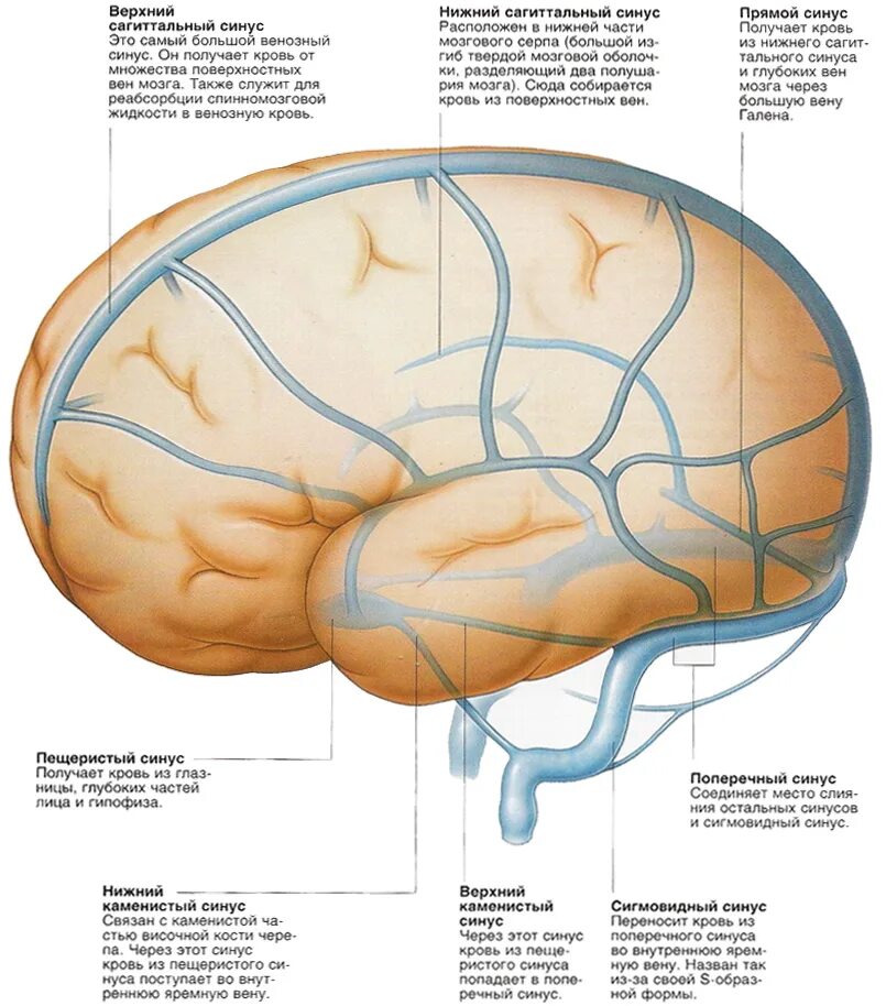 Вены головного мозга