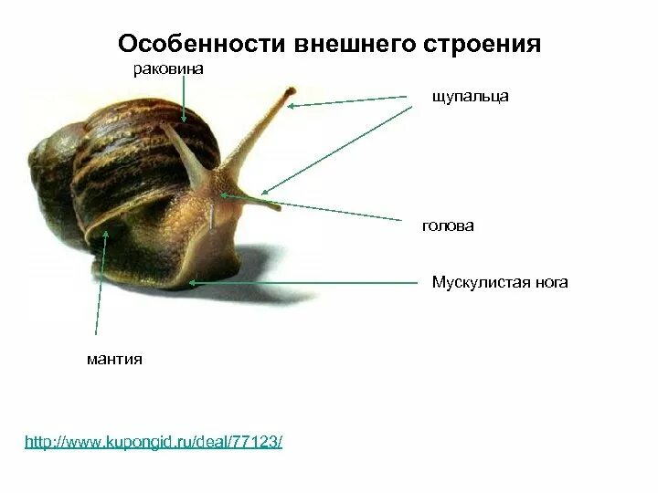 Наружное строение брюхоногих моллюсков. Брюхоногие моллюски внешнее строение. Внешнее строение моллюсков прудовика. Внешнее строение моллюсков Виноградная улитка. Улитка выполняет функцию