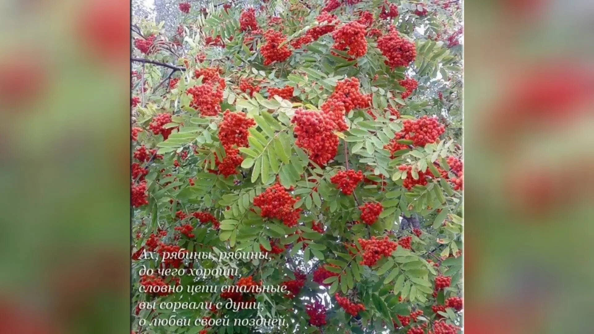 Куст рябины стих. Рябина. рябина картинка. рябина в сентябре. гроздь рябины.