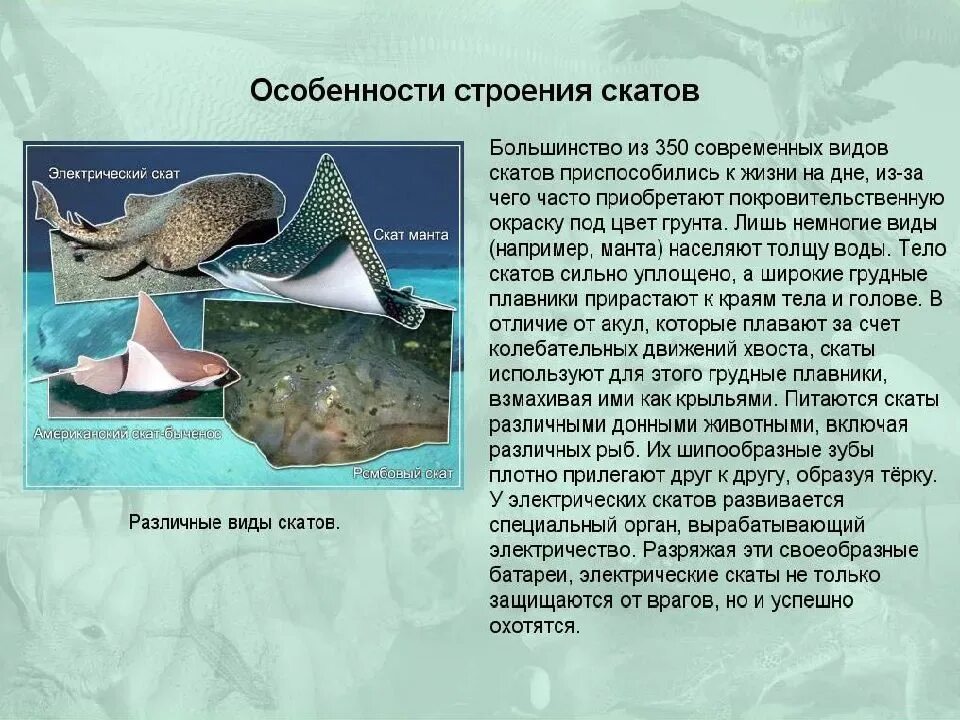 Картинки СКАТ ОПИСАНИЕ