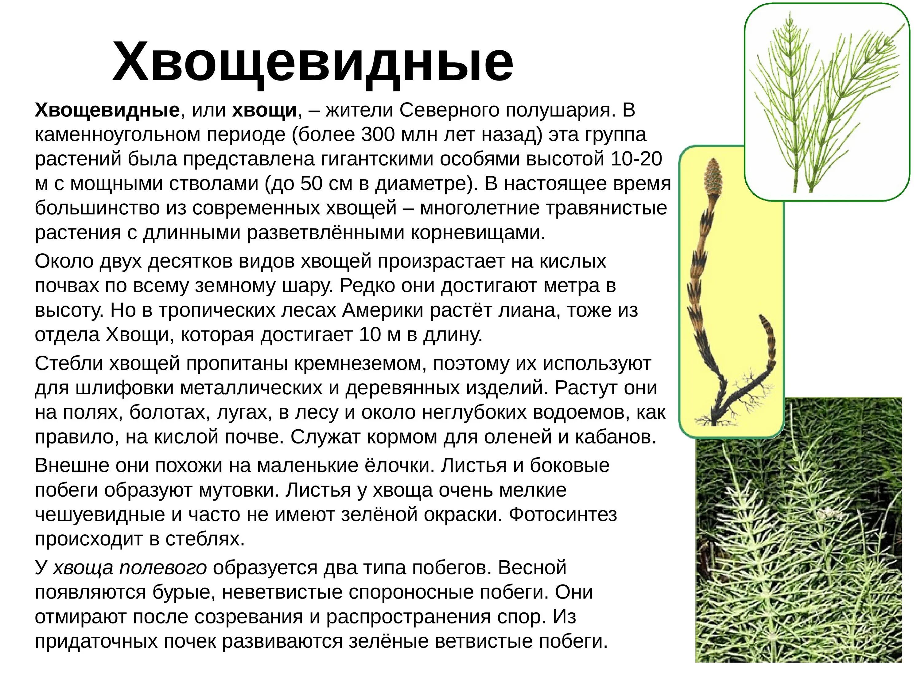 Хвощи и плауны это многолетние. Хвощ Хвощевидные. Хвощевидные растения 6 класс. Листья хвощевидных. Хвощ полевой отдел.