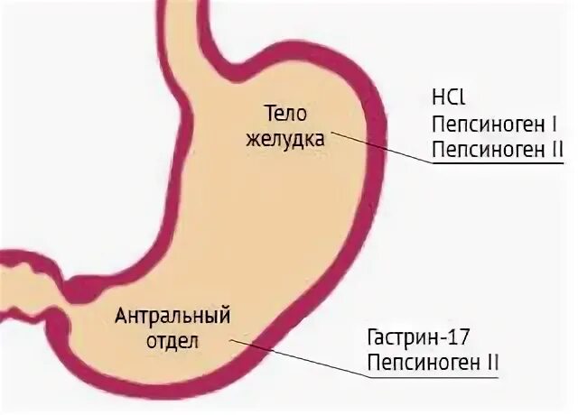 Пепсиноген 2 что показывает. Гастропанель пепсиноген 1 и 2 гастрин 17. гастропанель гастрин 17 стимулированный. пепсиноген в желудке синтезируется. функция пепсиногена в желудке.