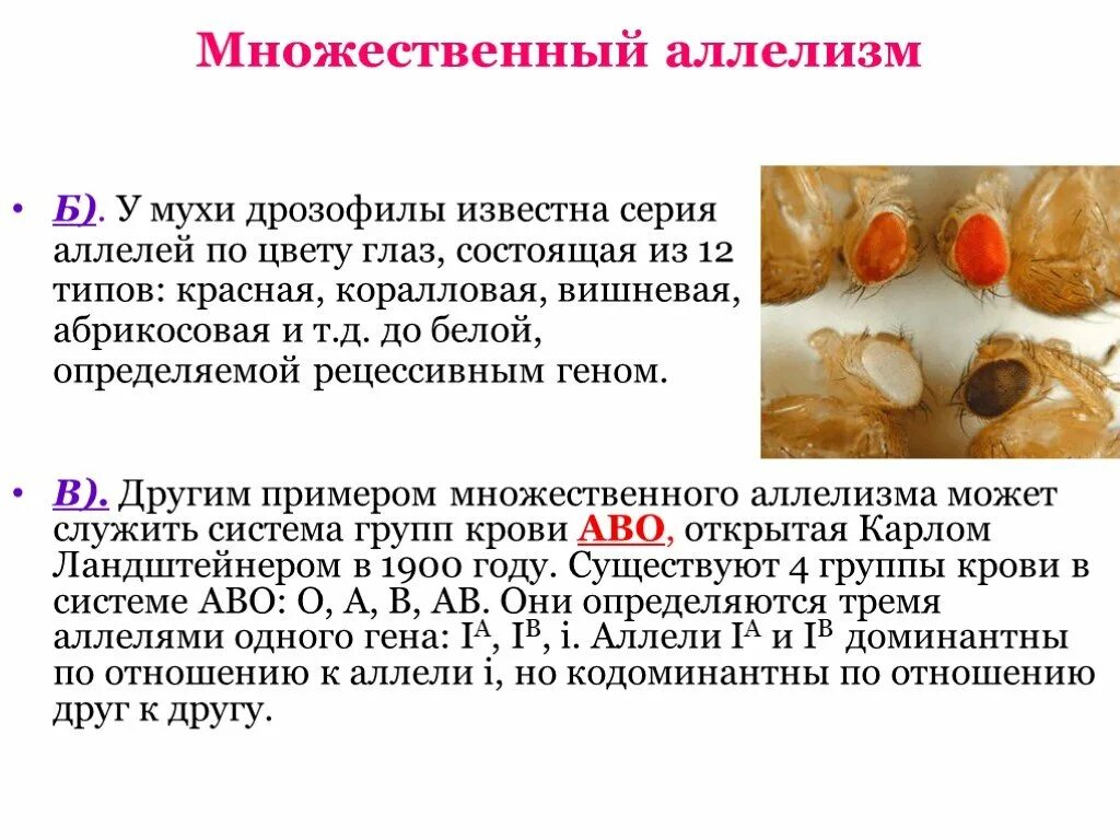 При скрещивании 2 мух дрозофил. Множественный аллелизм. Множественный аллелизм примеры. Что такое аллель что такое множественный аллелизм. Множественные аллели примеры.