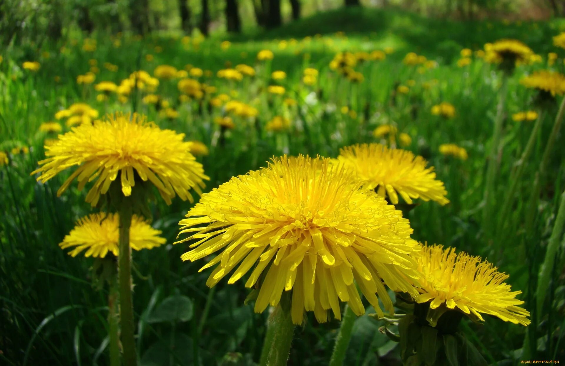 Можно есть цветы одуванчика. Осот, козлобородник, Кульбаба. Одуванчик полевой лекарственный. Желтые цветы одуванчики. Кульбаба растение.