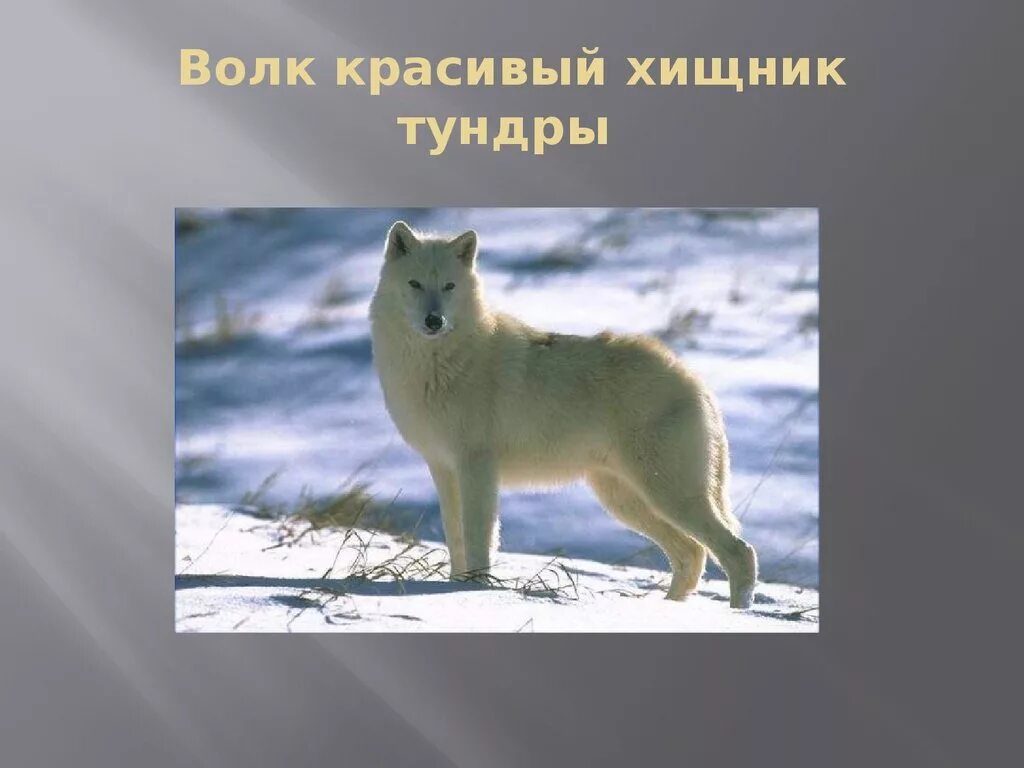 Доклад от южной до полярного края. Полярный волк в тундре. Обитатели тундры. Информация о животных Арктики. Хищное животное тундры.