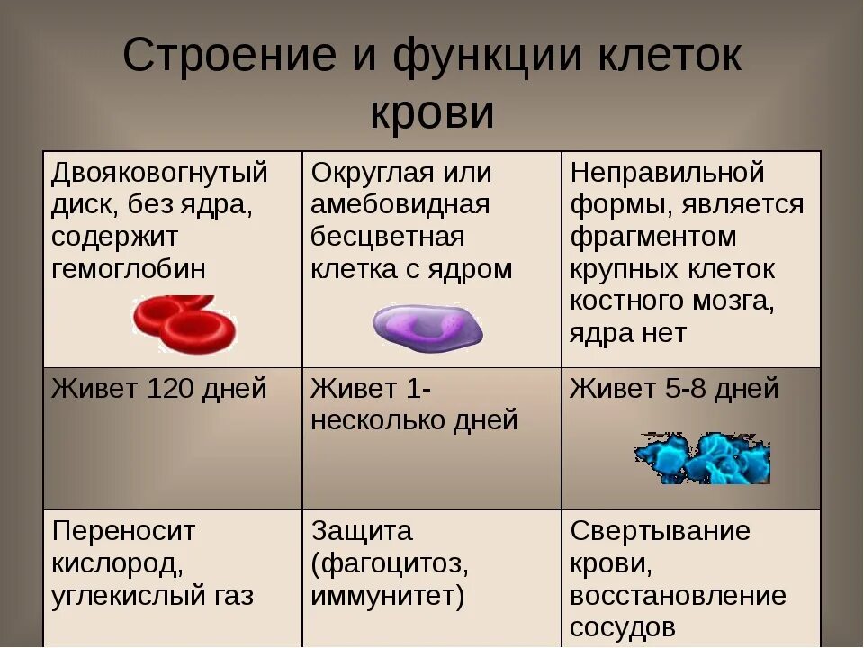 8 функций крови. Состав и функции крови 8 класс биология. Функции крови 8 класс биология. Клетки крови человека 8 класс биология. Функции крови человека 8 класс биология.