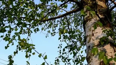 Видео песня березонька