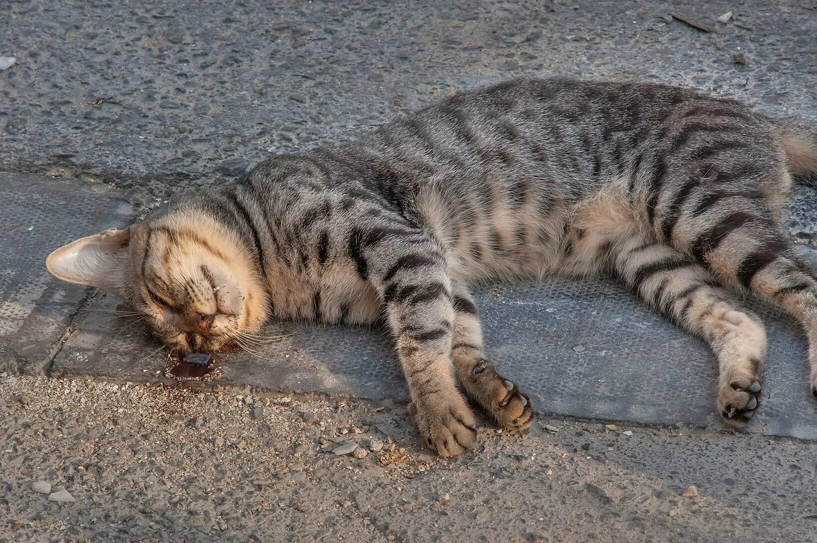 Умирающий кот во сне. Умирающий кот во сне