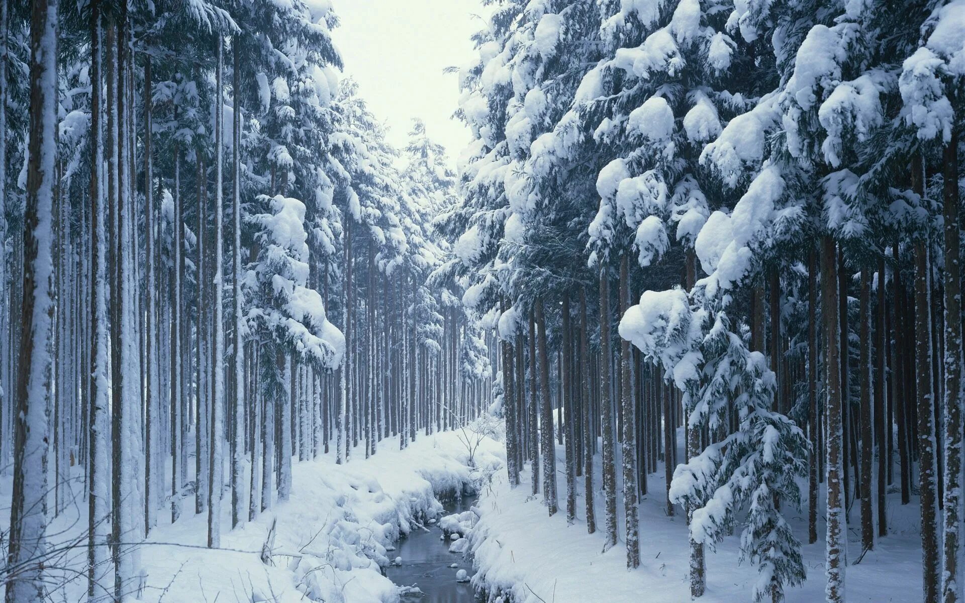 Снежок лесной. Зимой в лесу. Лес в снегу. Обои зима. Зимний Сосновый лес.