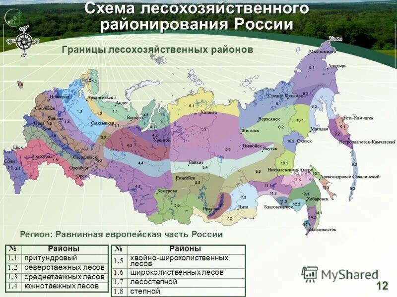 Районирование география 8. Районирование лесов лесорастительные зоны и Лесные районы. Районирование лесов карта. Лесорастительное районирование России. Лесной фонд РФ районирование лесов.