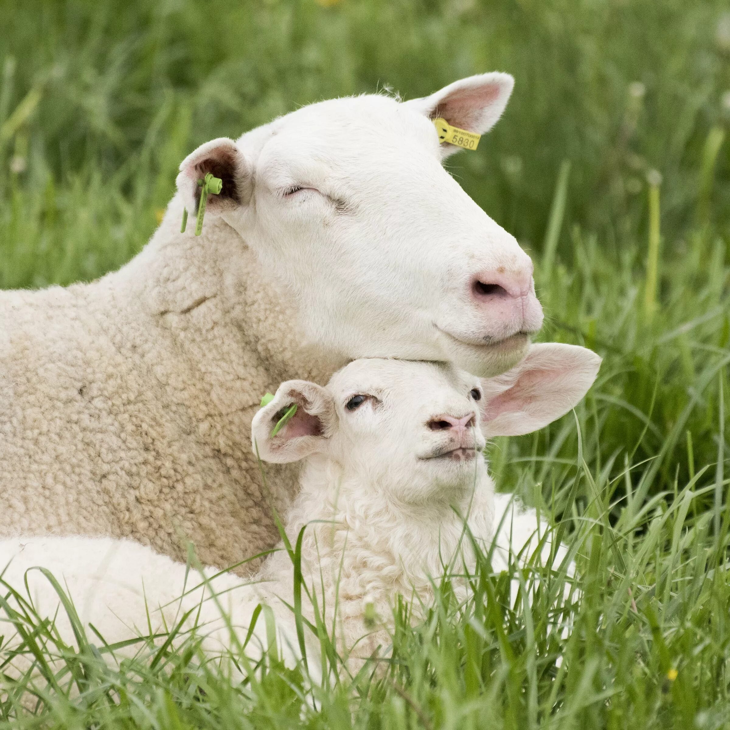 Овца с ягненком. Милые овцы. СХ животные. Красивая овца.