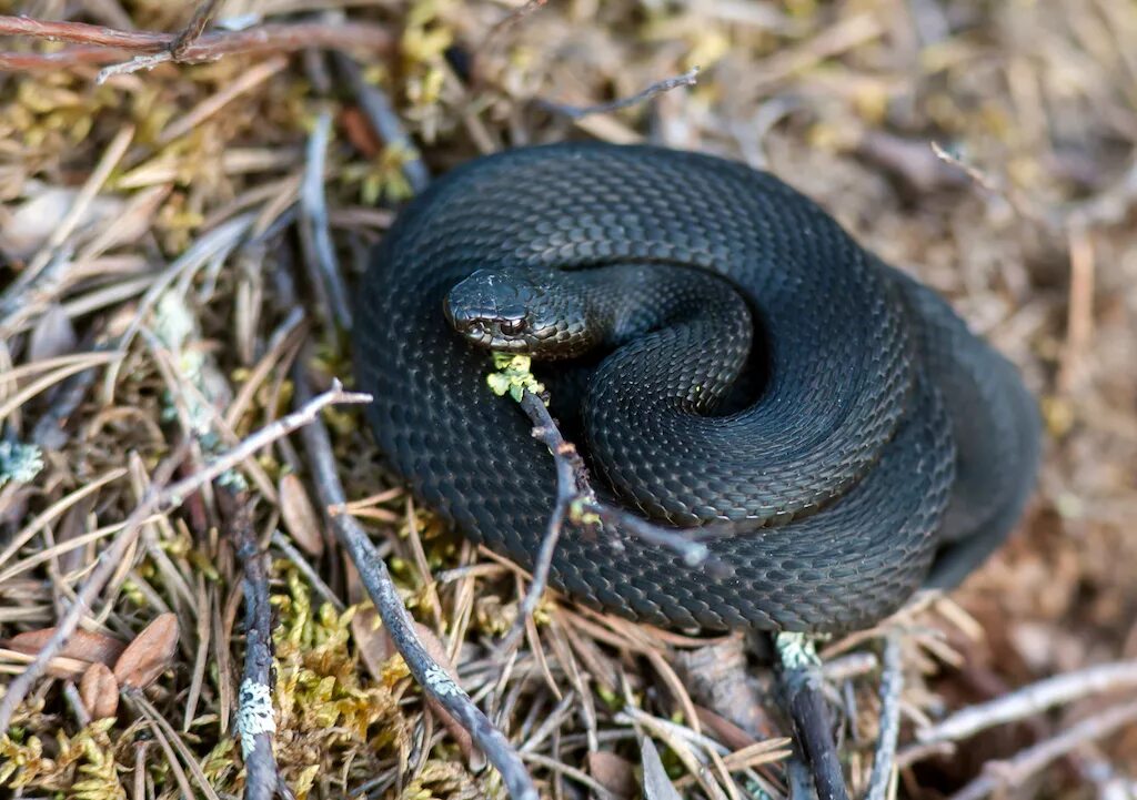 Гадюка Болотная. Обыкновенная гадюка (Vipera berus). Черная Болотная гадюка. Гадюка обыкновенная черная. Какие змеи черные