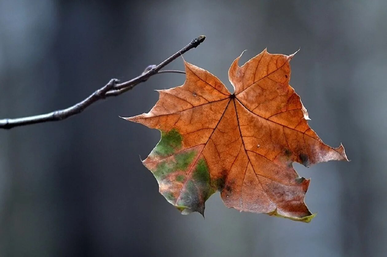 Осень последний лист