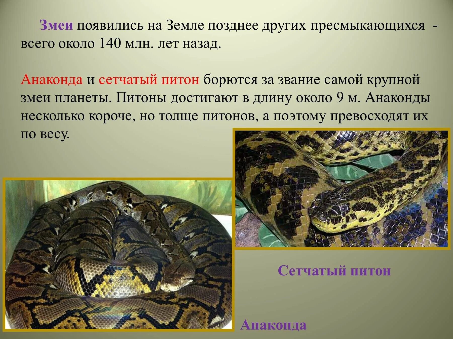 О питоне для 1 класса. Интересные факты о петоне. питон доклад для 1 класса. змея анаконда пресмыкающиеся. доклад про питона.