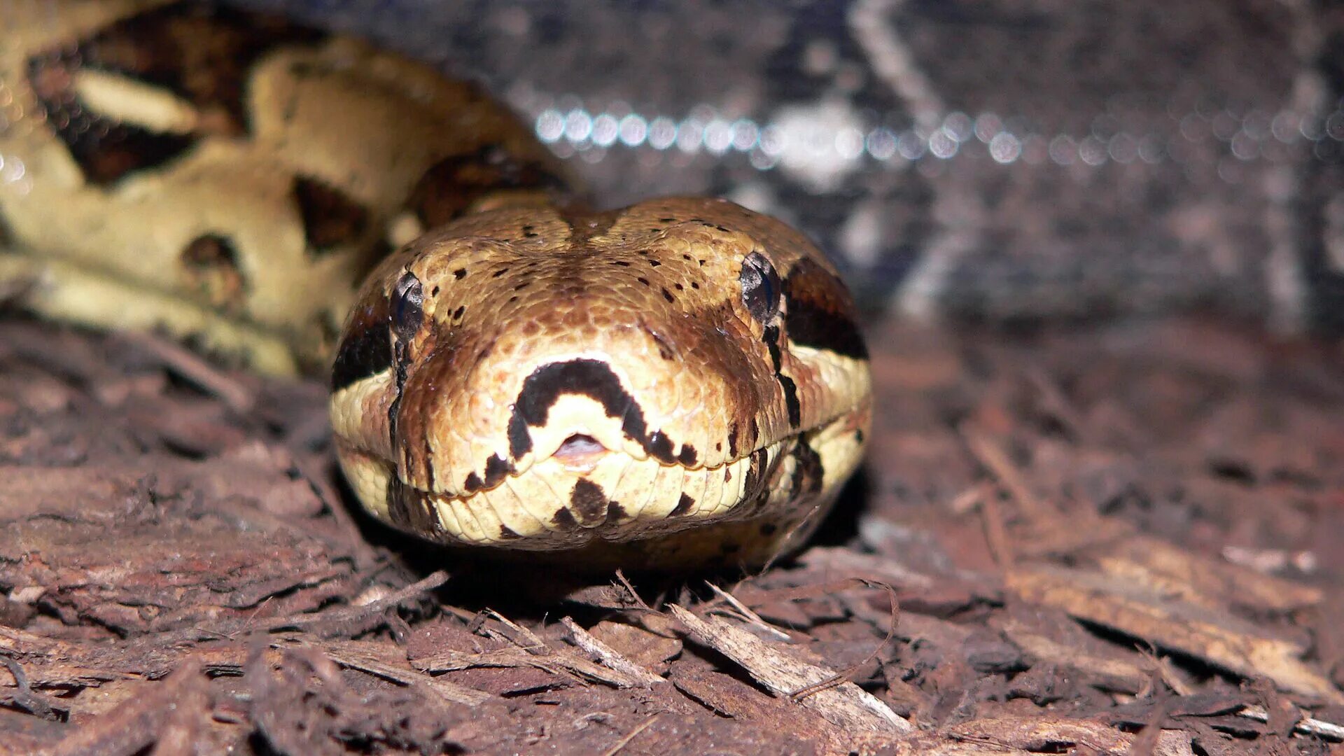 Python. Тигровый питон. Удав из 38 попугаев. Удав обыкновенный boa constrictor. Боа констриктор змея.