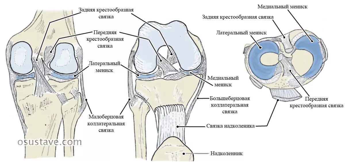 Боль под коленом спереди. Связки коленного сустава сзади. Коленный сустав вид спереди и сзади. Коленный сустав сзади анатомия. Коленный сустав анатомия вид сзади.