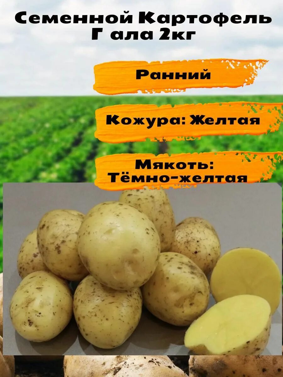 Сорт картофеля рябинушка характеристика. Картошка сорт гала характеристика. Сорт картофеля родриго. Сорт гала. Картофель гала.