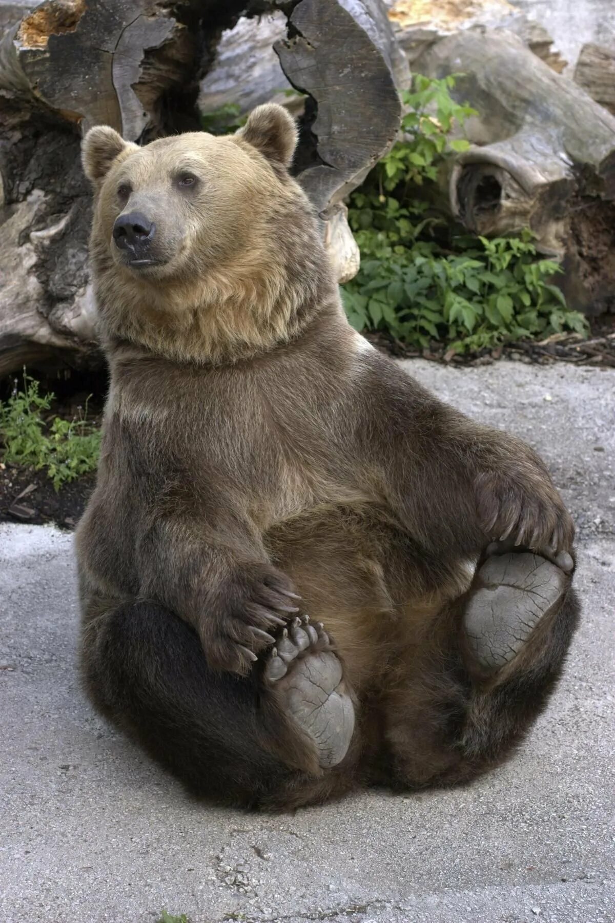 Смешной медведь. Бурый медведь. Медведь сидит. Сидячий медведь.