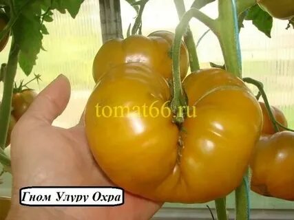 Сорт томата улуру охра