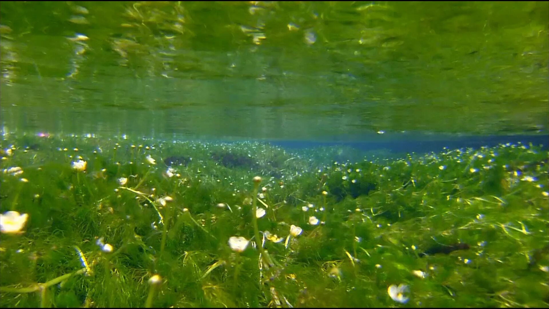 Зелёные водоросли. Водоросли в реке. Сине-зеленые водоросли в реке. Сине-зелёные водоросли в Волге.