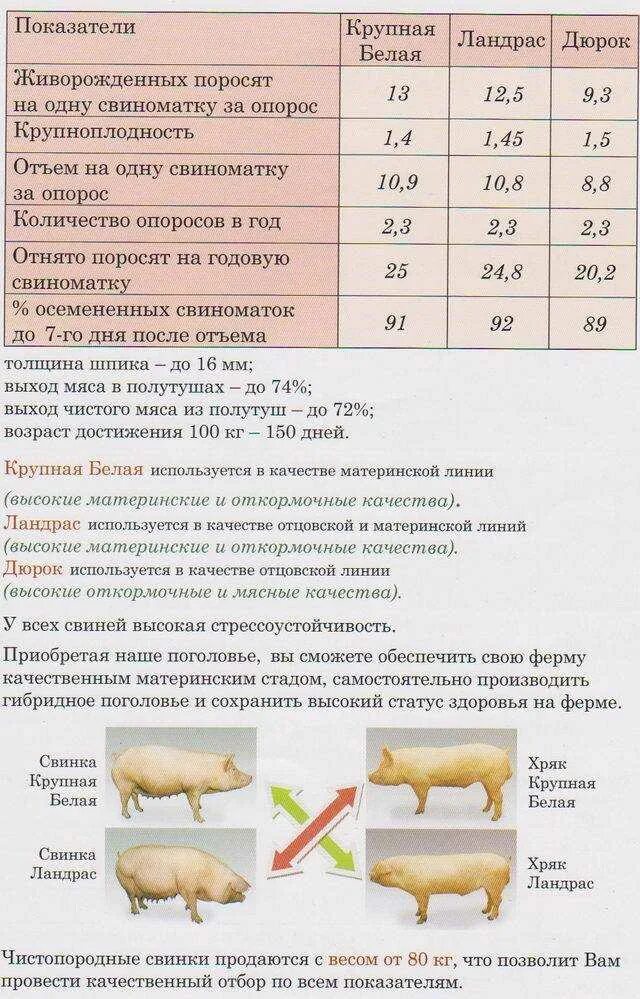 Как получить пин свиньи. Таблица корма для поросят по месяцам таблица. Таблица откорма молодняка свиней. Схема откорма поросят. Таблица кг корма свиней.