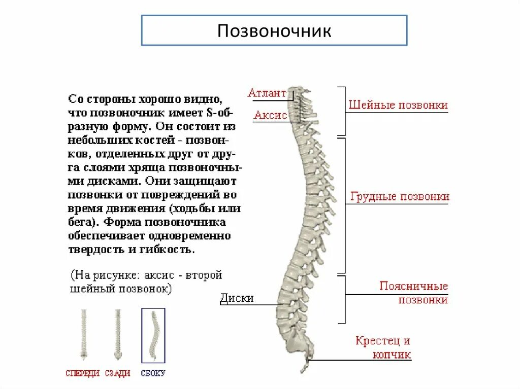 Сходство отделов позвоночника. Строение позвоночника. Подвижные отделы позвоночника. Особенности строения позвоночника человека. Самые подвижные отделы позвоночника.