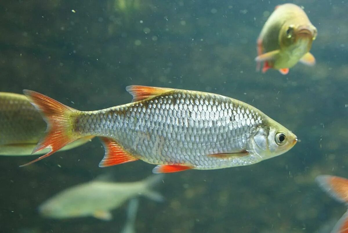 Плотва черного моря. Красноперка scardinius erythrophthalmus. красноперка аквариумная рыбка. рыба красноперка малек. плотва серушка.