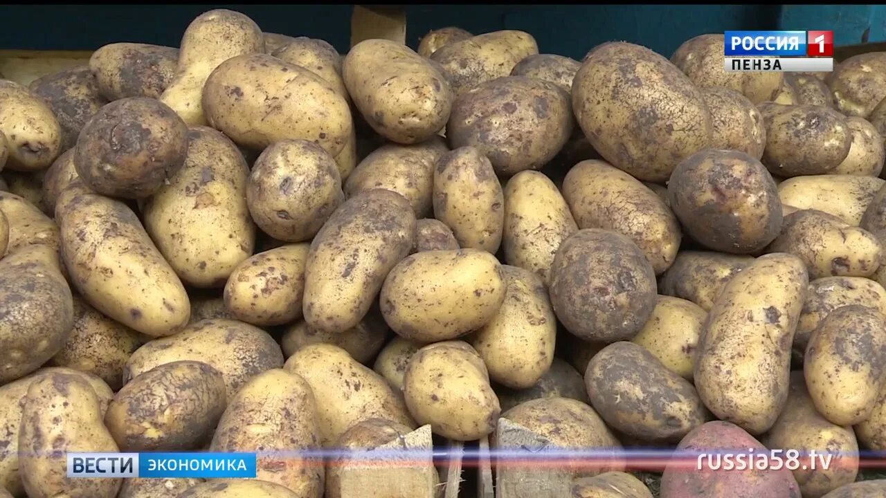 Купить картофель в ленинградской области. Пензенская картошка. Картофель Пенза. Покупает грязную картошку. Сколько стоит картошка в Пензенской области.