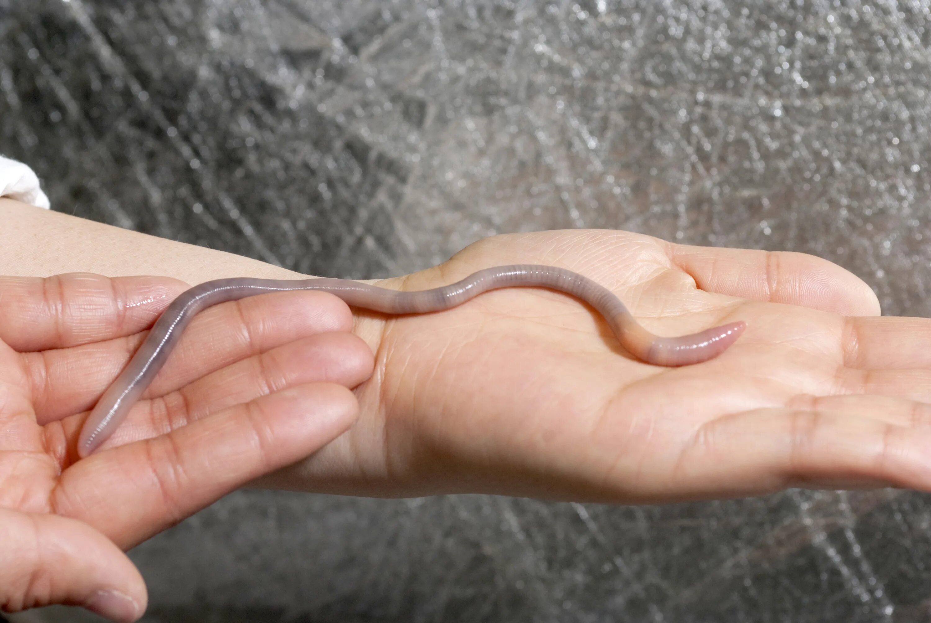 Мой хвост не отличишь от головы меня всегда в земле найдете вы. Разрезать червяка пополам. Что будет если разрезать червяка пополам. Если дождевого червя разрезать пополам. Разрезанный дождевой червь.