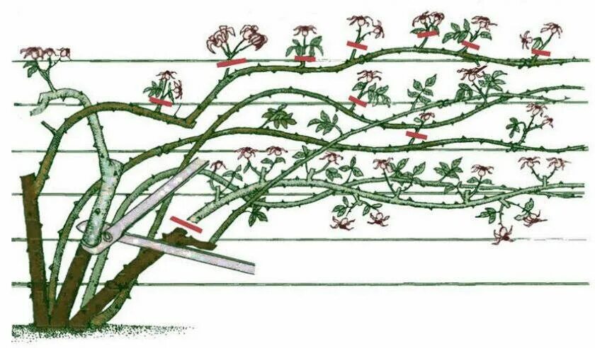 Как правильно обрезать плетистую розу
