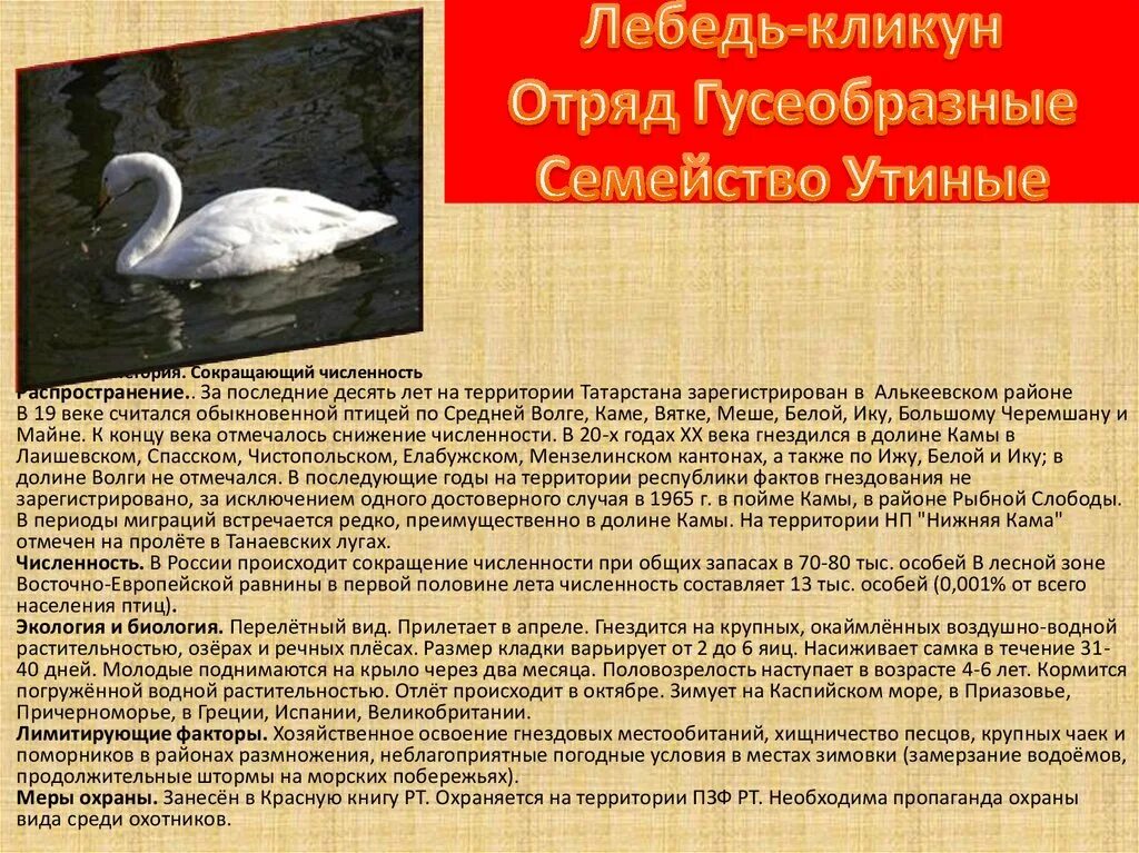 лебеди в красной книге. лебедь шипун. лебедь шипун среда обитания. лебеди в красной книге. лебедь шипун красная книга свердловской.