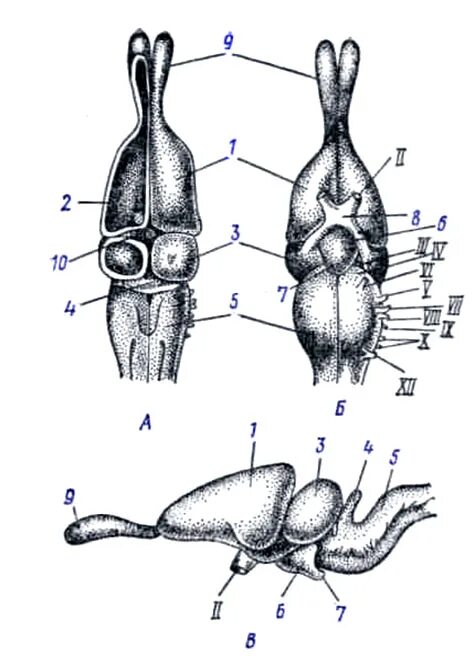 Строение головного мозга ящерицы. Головной мозг прыткой ящерицы. Головной мозг пресмыкающихся.