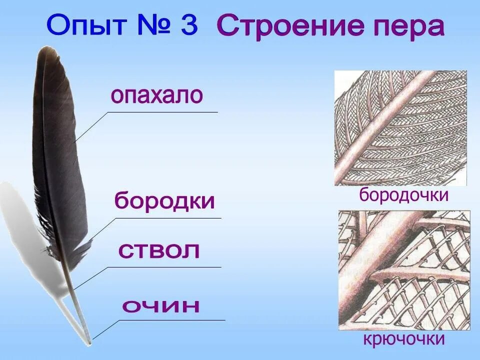 Назвать перья птиц. Строение пера. Перья птиц. Перо строение. Пуховые перья птиц.