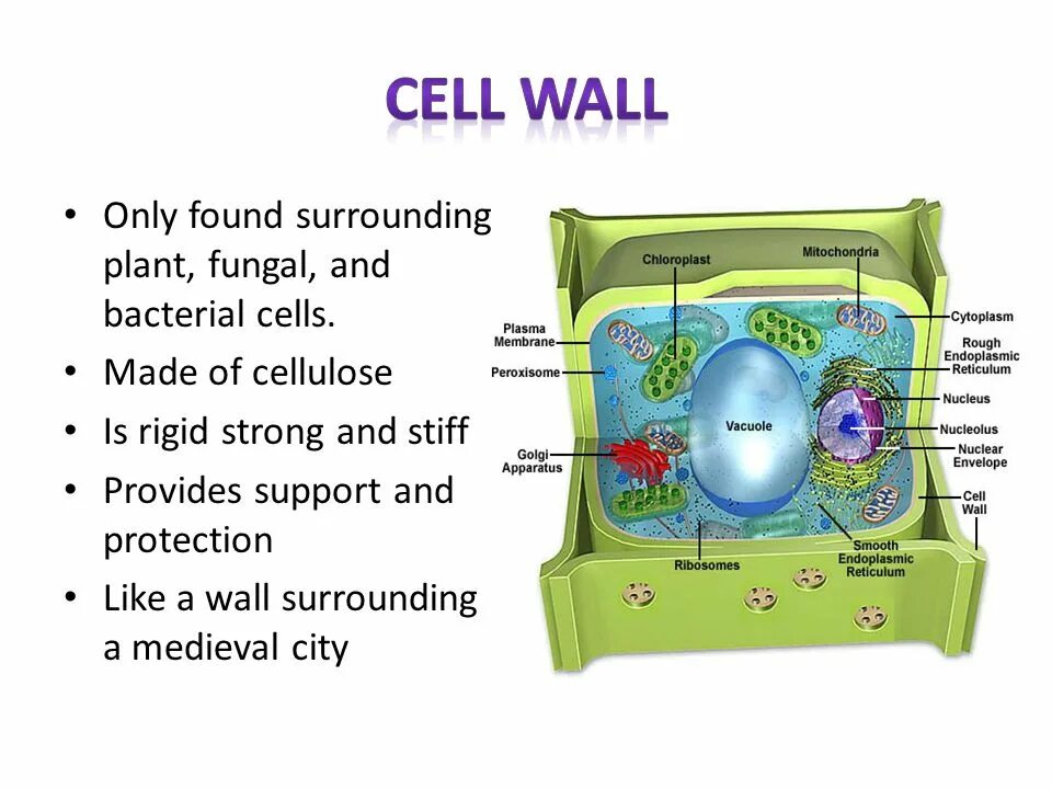 Клеточная стенка. Cell Wall Plant Cell. Клеточная стенка клетки. Клеточная стенка состоит из.