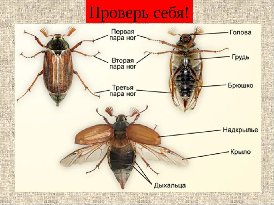 Рассмотрите брюшко найдите на нем насечки. Жук хрущ строение. хрущ майский строение. брюшко майского жука строение. строение майского жука схема.