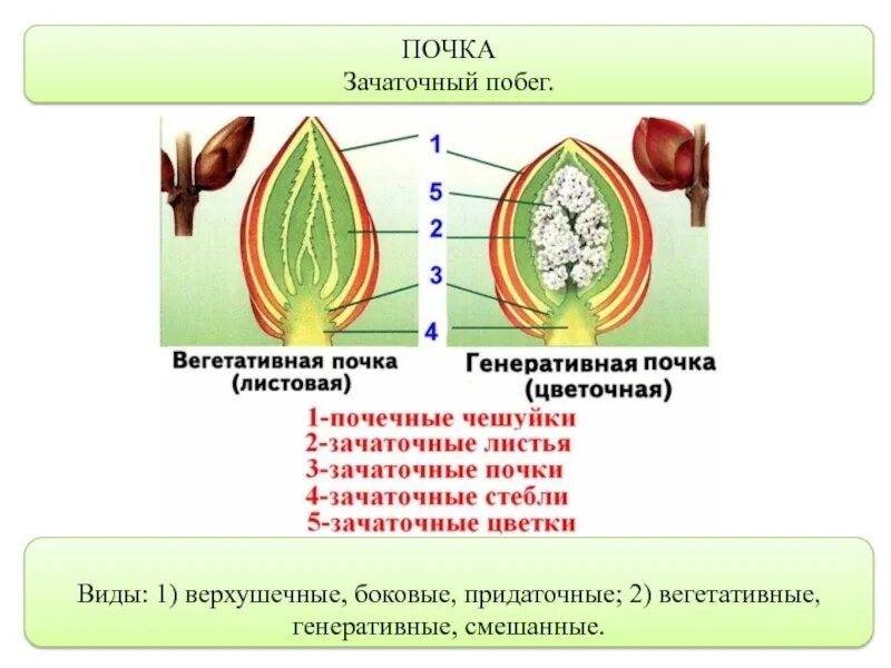 Строение почки растения зачаток. Строение побега почки растения. Строение побега зачаточный стебель. Строение листовой почки. Генеративный орган состоит из