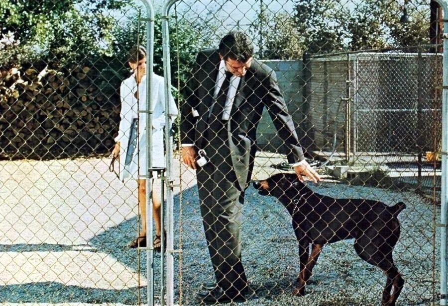 They only. Они только убивают своих хозяев фильм 1972. Они убивают только своих хозяев фильм. Они только убивают своих хозяев 1972. They Killed for their believe картина.