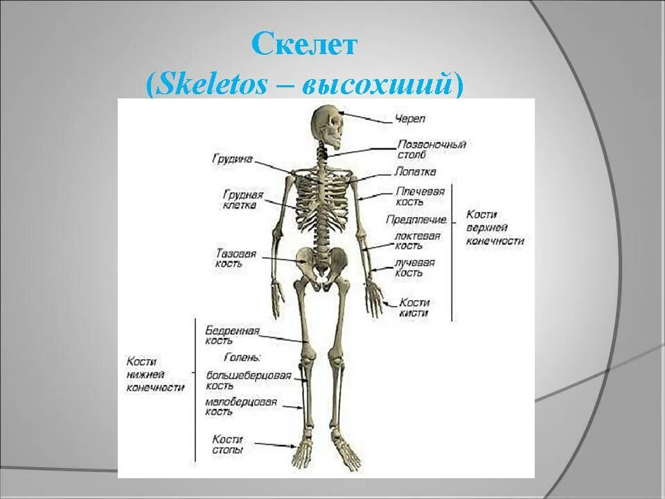 Строение отделы функции скелета. Строение костей человека схема. Скелет туловища человека с названием костей. Анатомия человека кости скелета для учащихся.