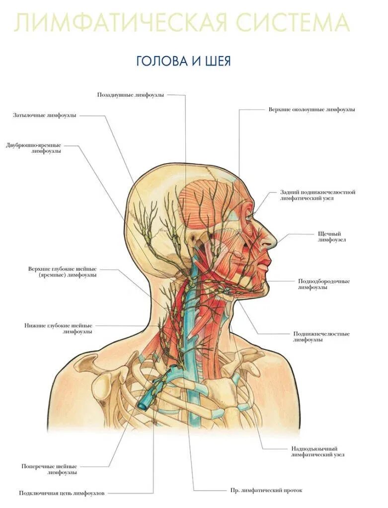 Схема лимфоузлов головы. Лимфатическая система лица человека анатомия. Лимфатическая система головы лба и шеи анатомия. Шейная лимфатическая система человека. Лимфатическая система человека анатомия шеи.