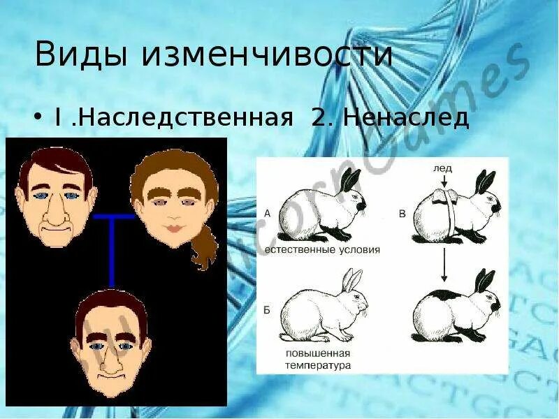 Наследственность примеры. Наследственность и изменчивость примеры. Наследственная изменчивость примеры у человека. Ненаследственная изменчивость примеры. Тест по биологии наследственность