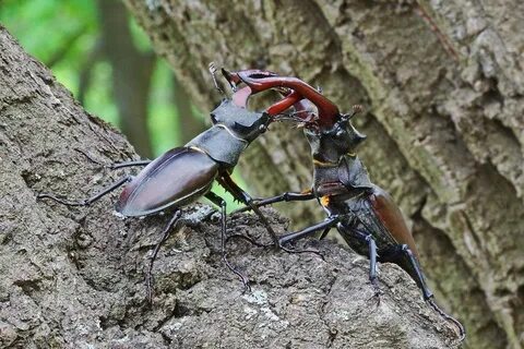 Other insects