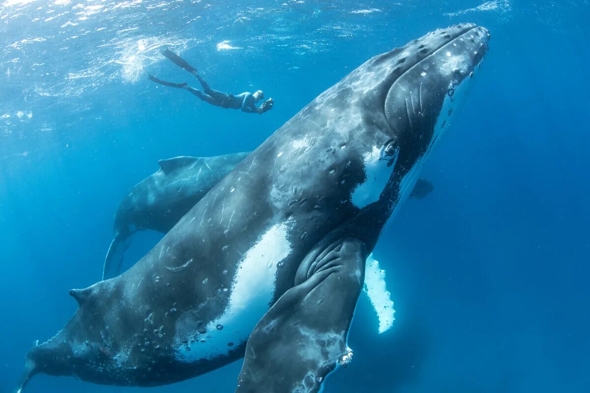Горбач горбатый кит. Кит Горбач размер. Королевство Тонга горбатые киты. Горбач синий кит Кашалот.