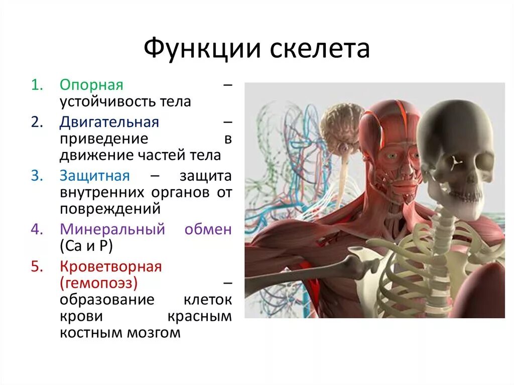 Основные функции кости