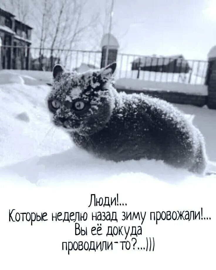 Прикольные картинки про зиму с надписями. Шутки про зиму и весну. с первым снегом смешные. зима вернулась. опять снег весной.