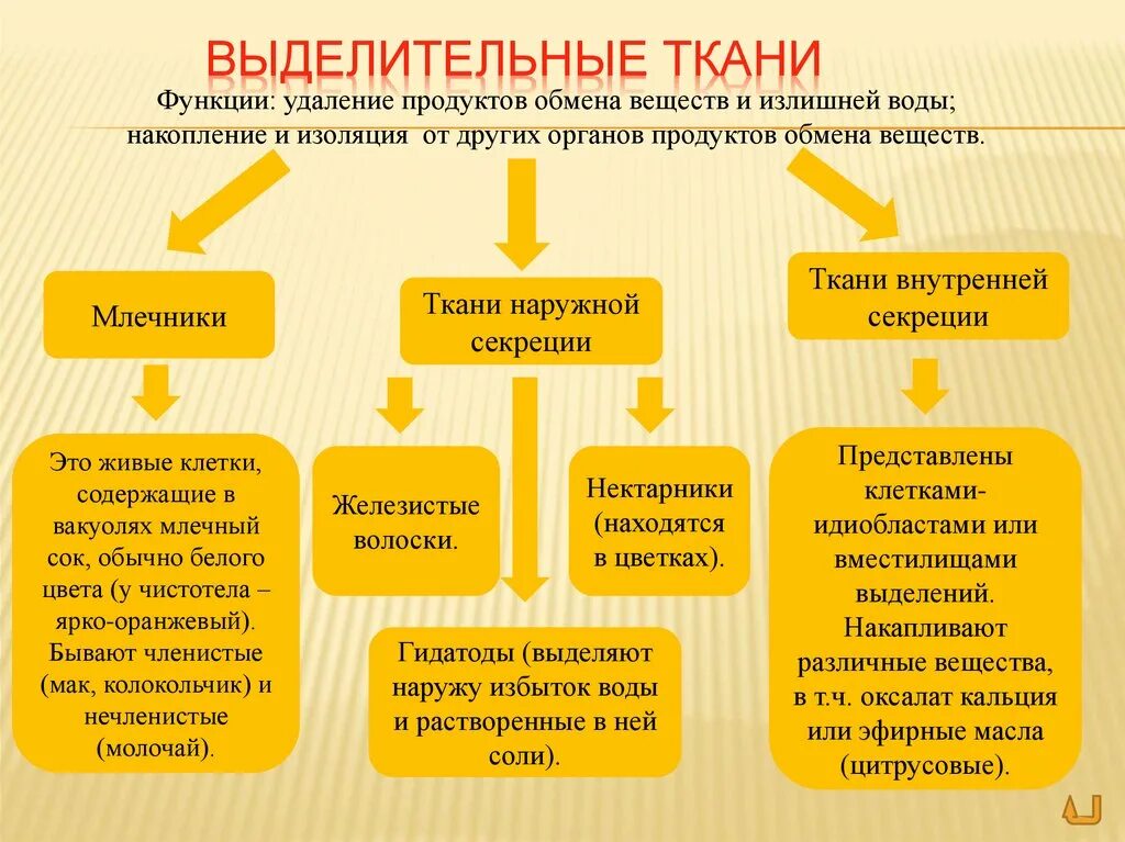 Выделительные ткани растений секреции. Ткани растений выделительная ткань наружной секреции таблица. Выделительная ткань растений функции. Выделительные ткани внутренней и внешней секреции таблица.