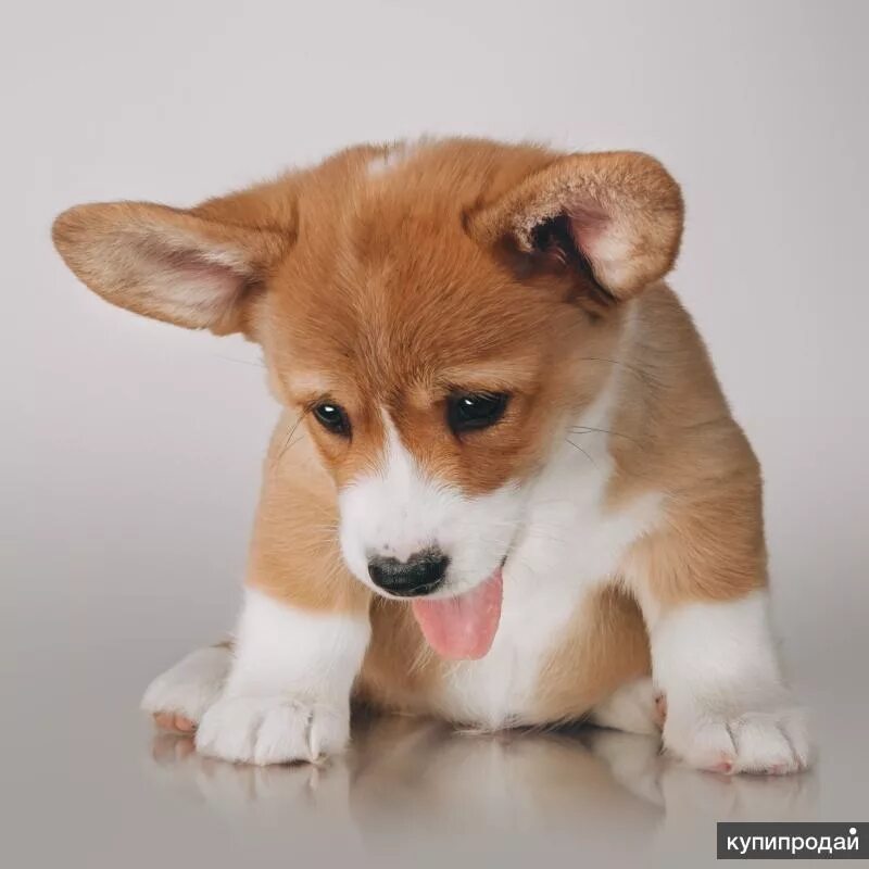 Корги рыжий. Вельш корги рыжий. Вельш корги пемброк. Корги рыжий. Корги рыжий.