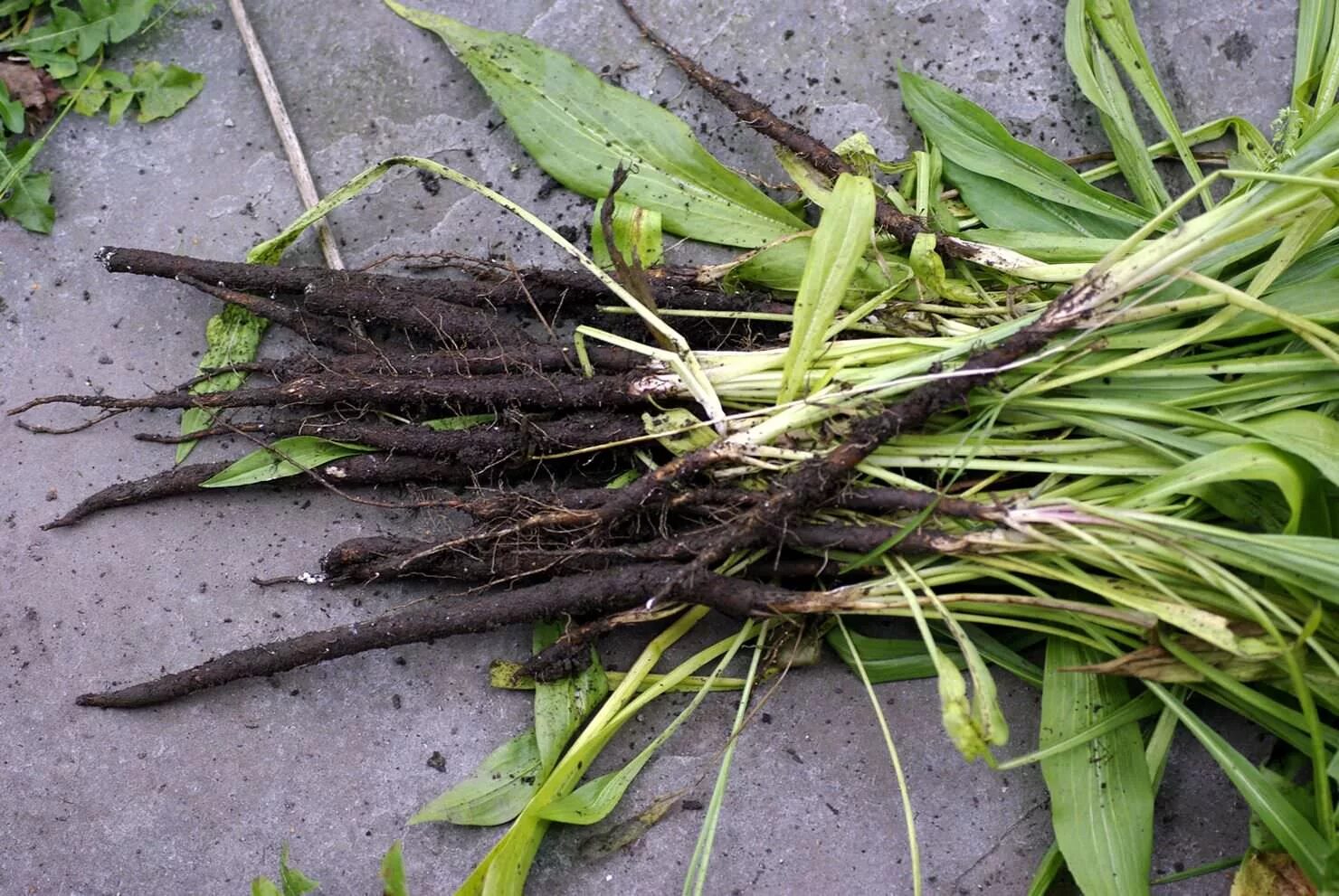 Козлобородник пореелистный Tragopogon porrifolius. Козлобородник овсяный корень. Козлобородник корнеплод. Скорцонера.