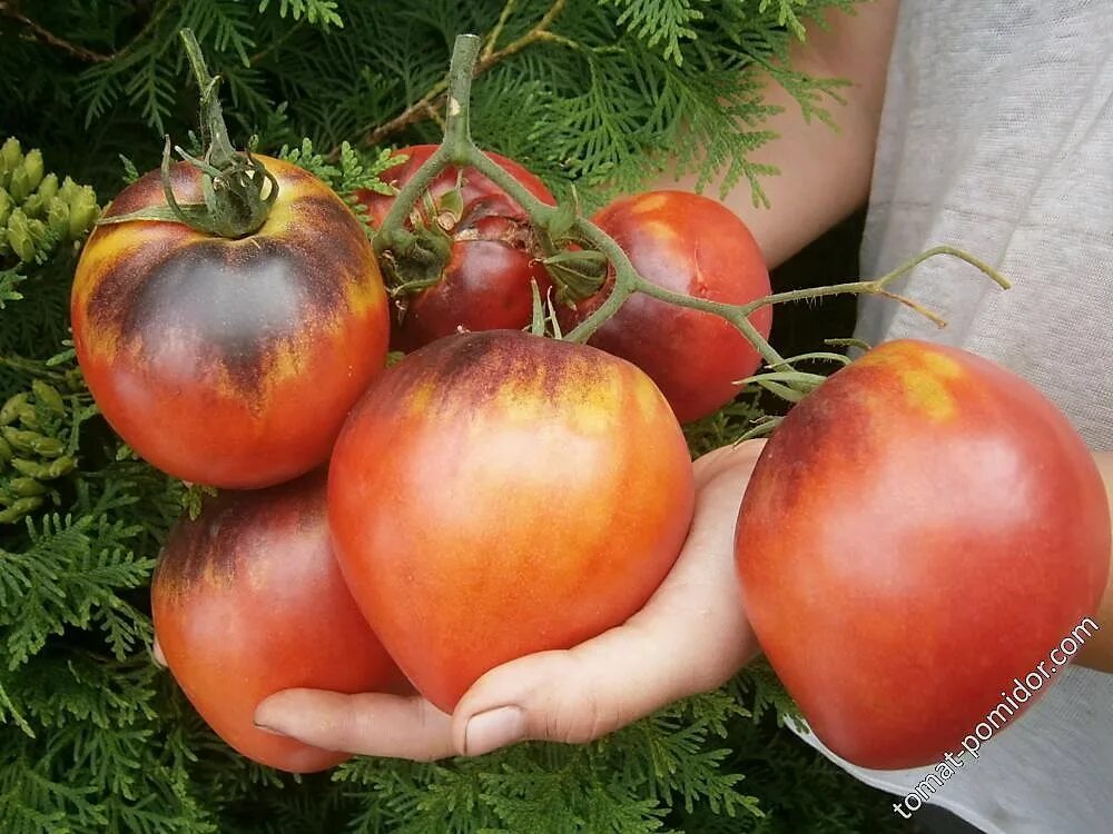 Pepper's сша) томат. томат сержант пеппер семена. томат сержант пеппер семена. томат сержант пеппер мязина. сержант пеппер томат.